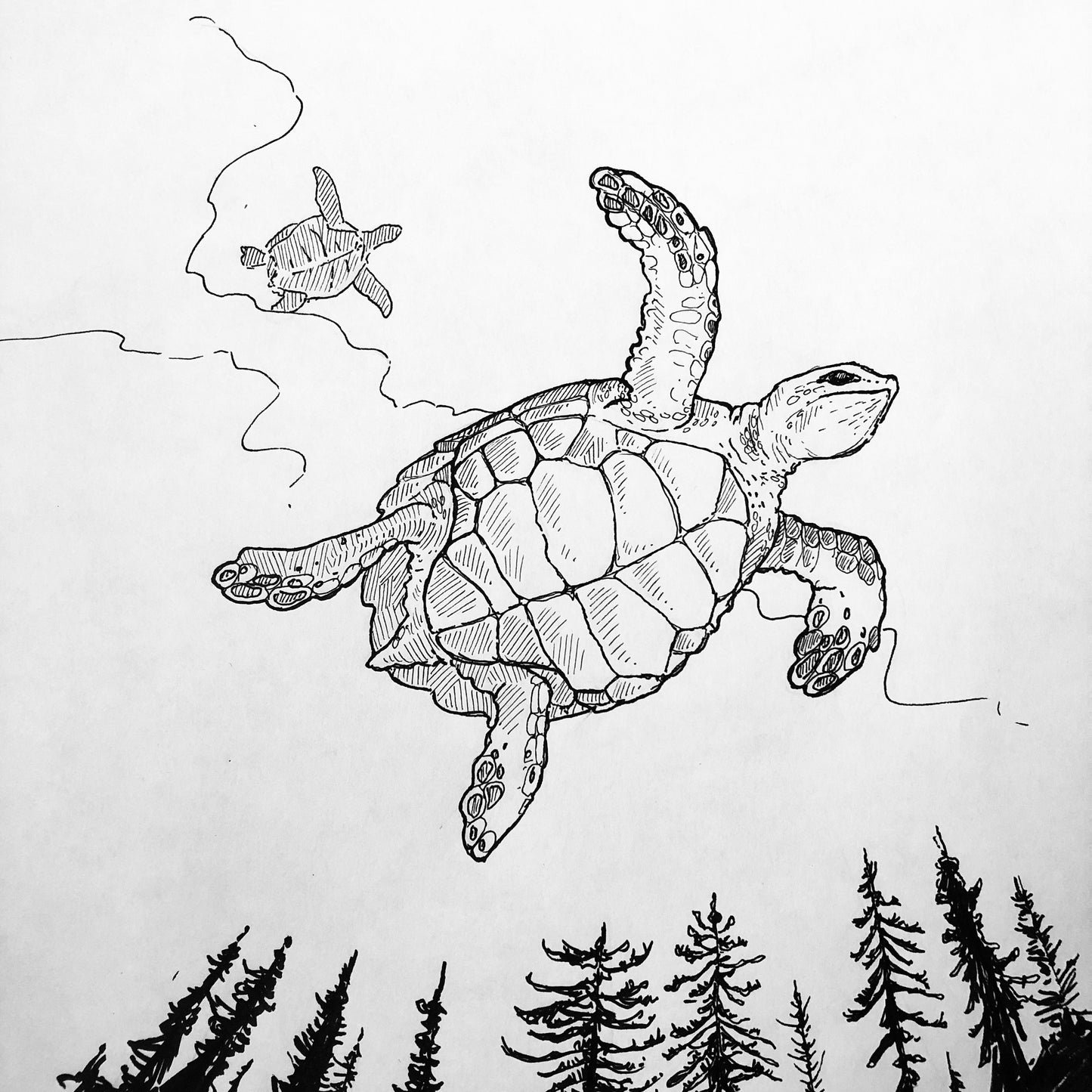 Kangourou unisexe : Tortues boréales