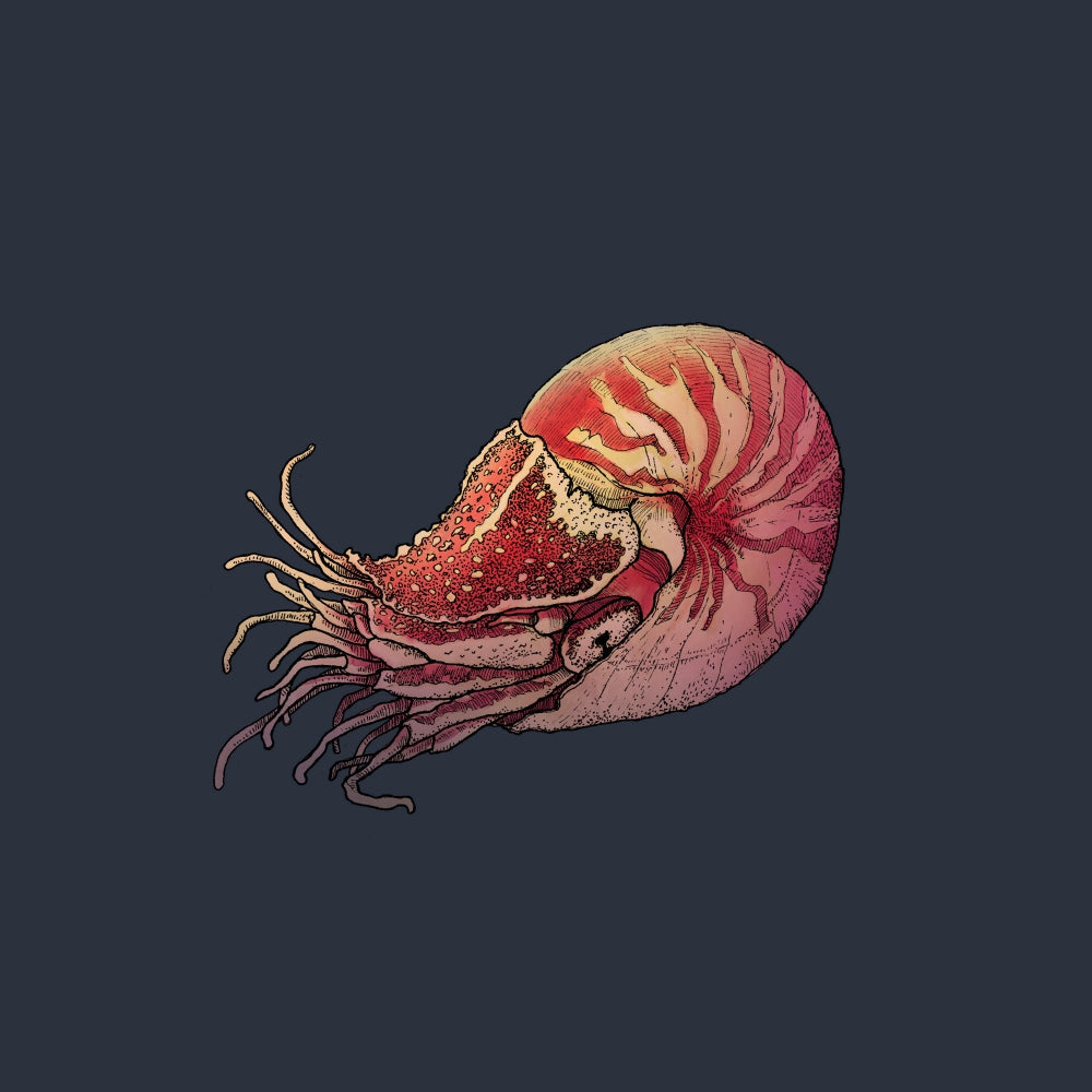 Housse de coussin : Le nautilus