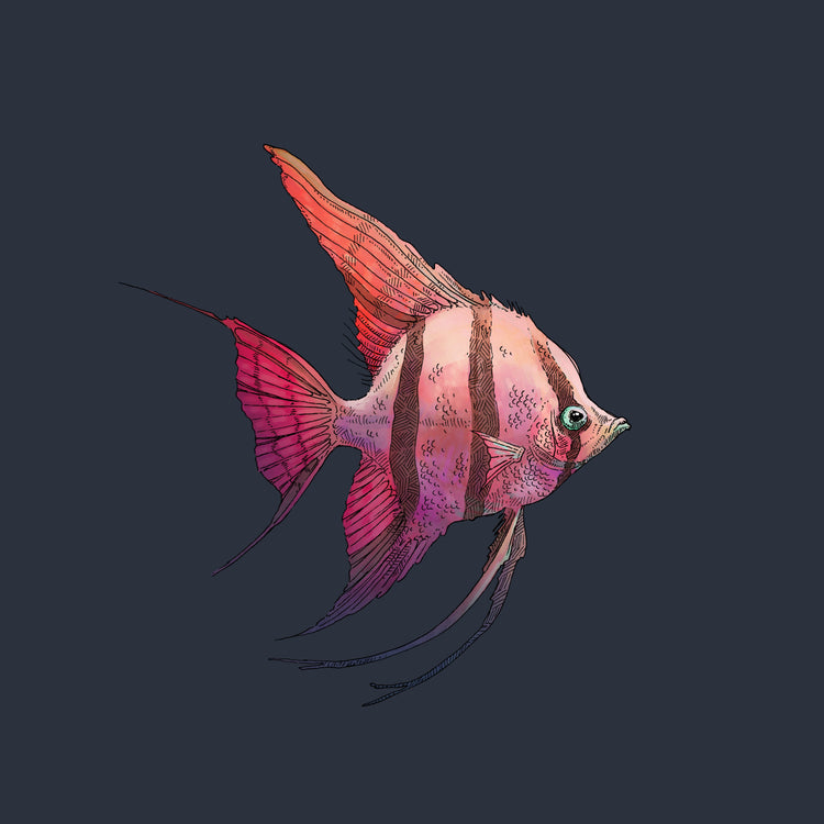 Le poisson-ange